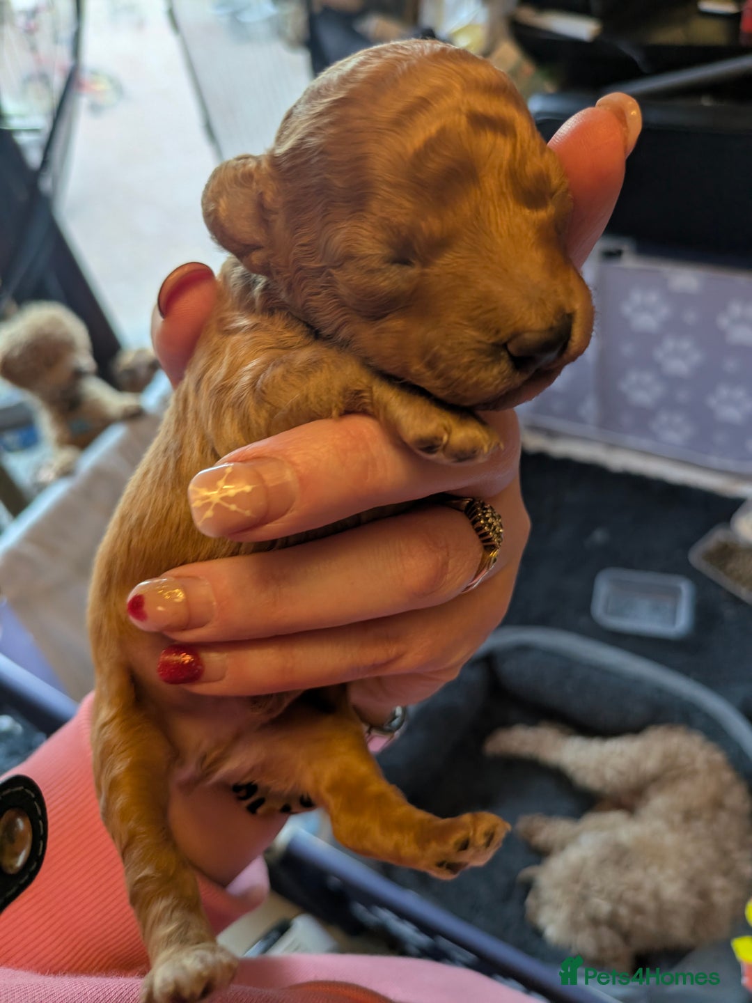 Toy Poodle dogs for sale: Toy poodle  - Advert 2