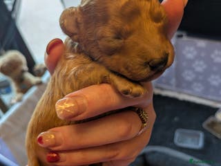 Toy Poodle dogs Toy poodle pups - Advert 1