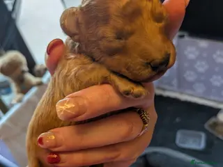 Toy Poodle dogs Toy poodle pups - Advert 14