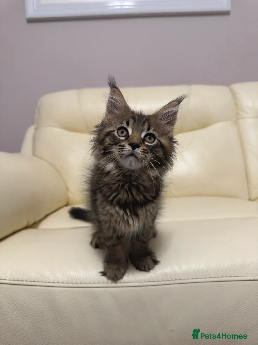 Maine Coon cats for sale: MaineCoonKitten🏆20+gen🧬Outstadning Full Pedigree - Advert 7