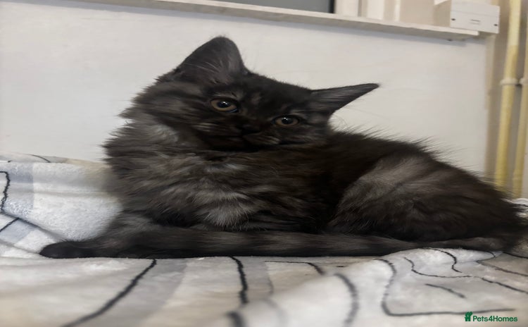 Maine Coon cats - Advert 3