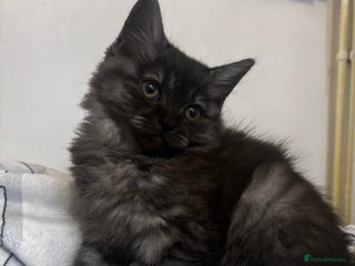 Maine Coon cats - Advert 6