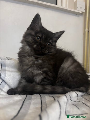 Maine Coon cats - Advert 3