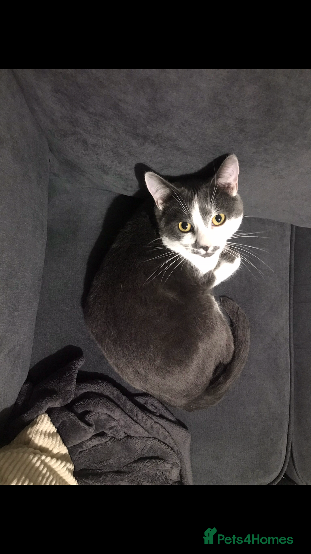 Domestic Shorthair cats for sale: Domestic shorthair cat aged 1 year 3 months - Image 9