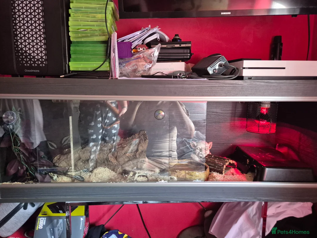 Corn Snake reptiles for sale: Corn snake in Brierley Hill - Advert 5