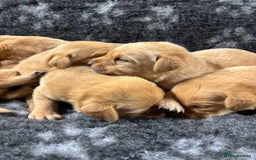 Labrador Retriever dogs for sale: KC Registered Yellow/Fox Red Labradors - Image 13