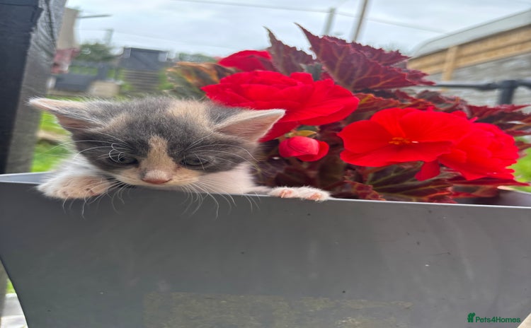 Domestic Shorthair cats - Advert 4
