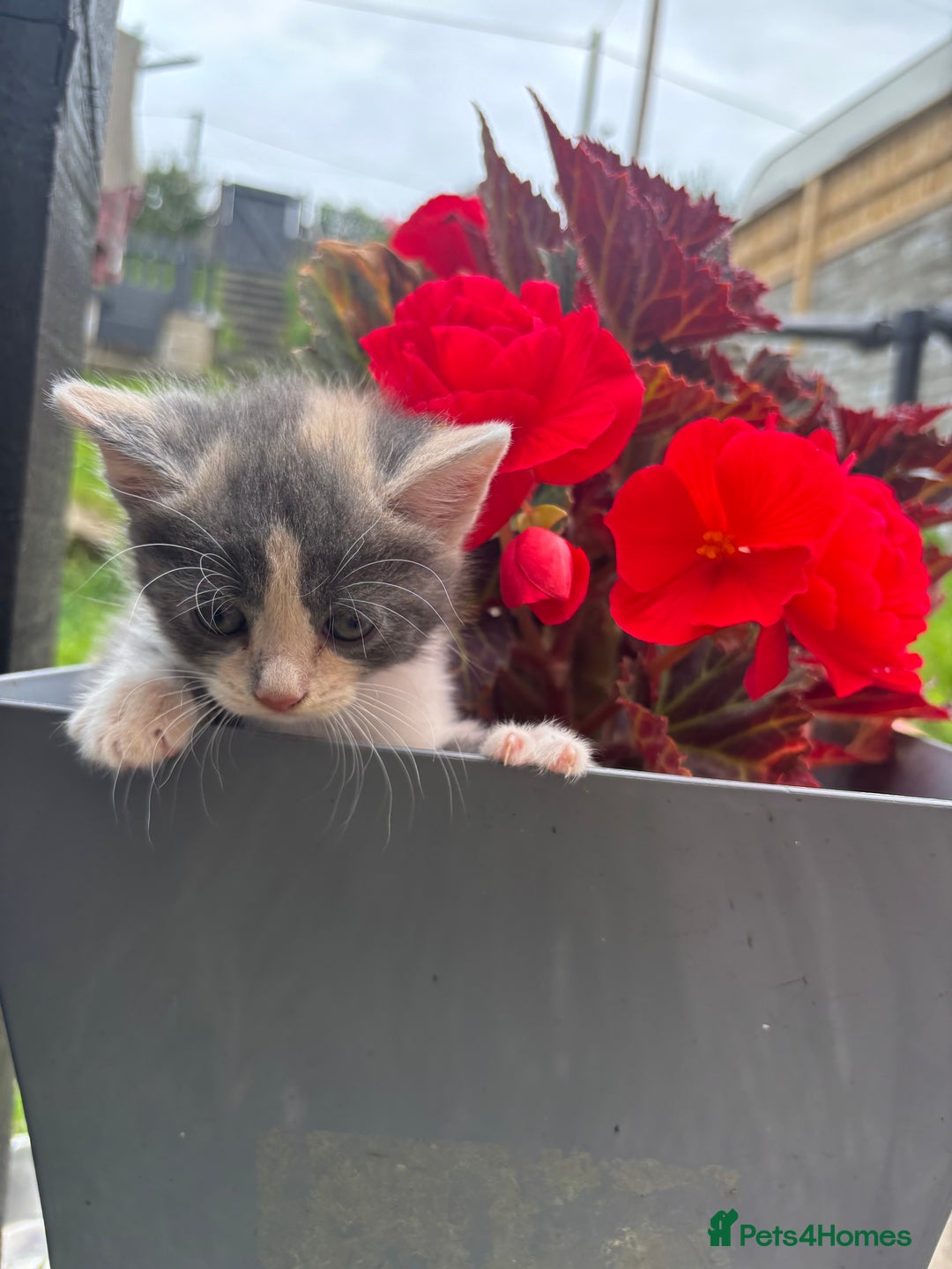 Domestic Shorthair cats for sale: Beautiful shorthair mixed colour kittens  - Image 1