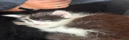 Norwegian Forest Cat cats for sale: 4 kittens Norwegian X Russian Blue - Advert 10