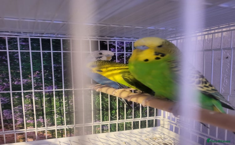 Budgerigars birds - Advert 4