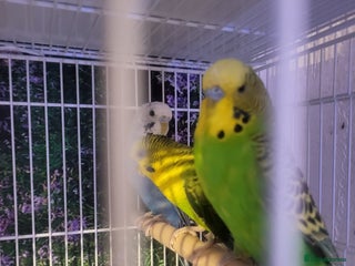 Budgerigars birds - Advert 27