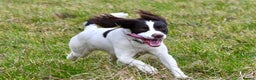 English Springer Spaniel dogs for stud: Liver and white springer spaniel.  - Advert 3