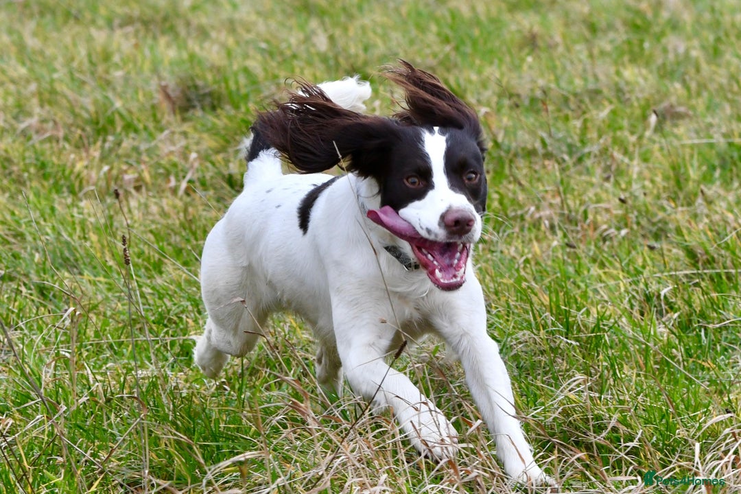 English Springer Spaniel dogs for stud: Liver and white springer spaniel.  - Advert 3