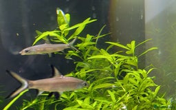 Sharks fish for sale: Juvenile Bala sharks  - Image 2