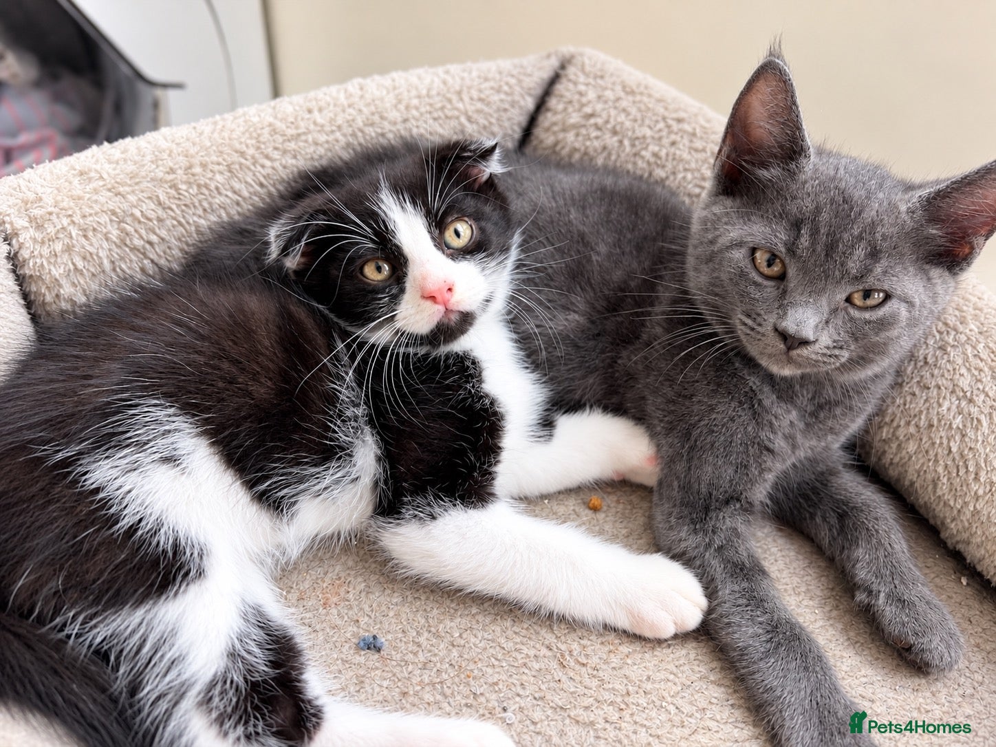 Scottish Fold cats Beautiful ScottishFold & ScottishStraight kittens  - Advert 11