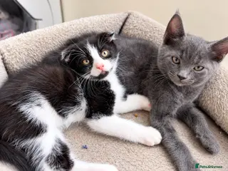 Scottish Fold cats Beautiful ScottishFold & ScottishStraight kittens - Advert 11