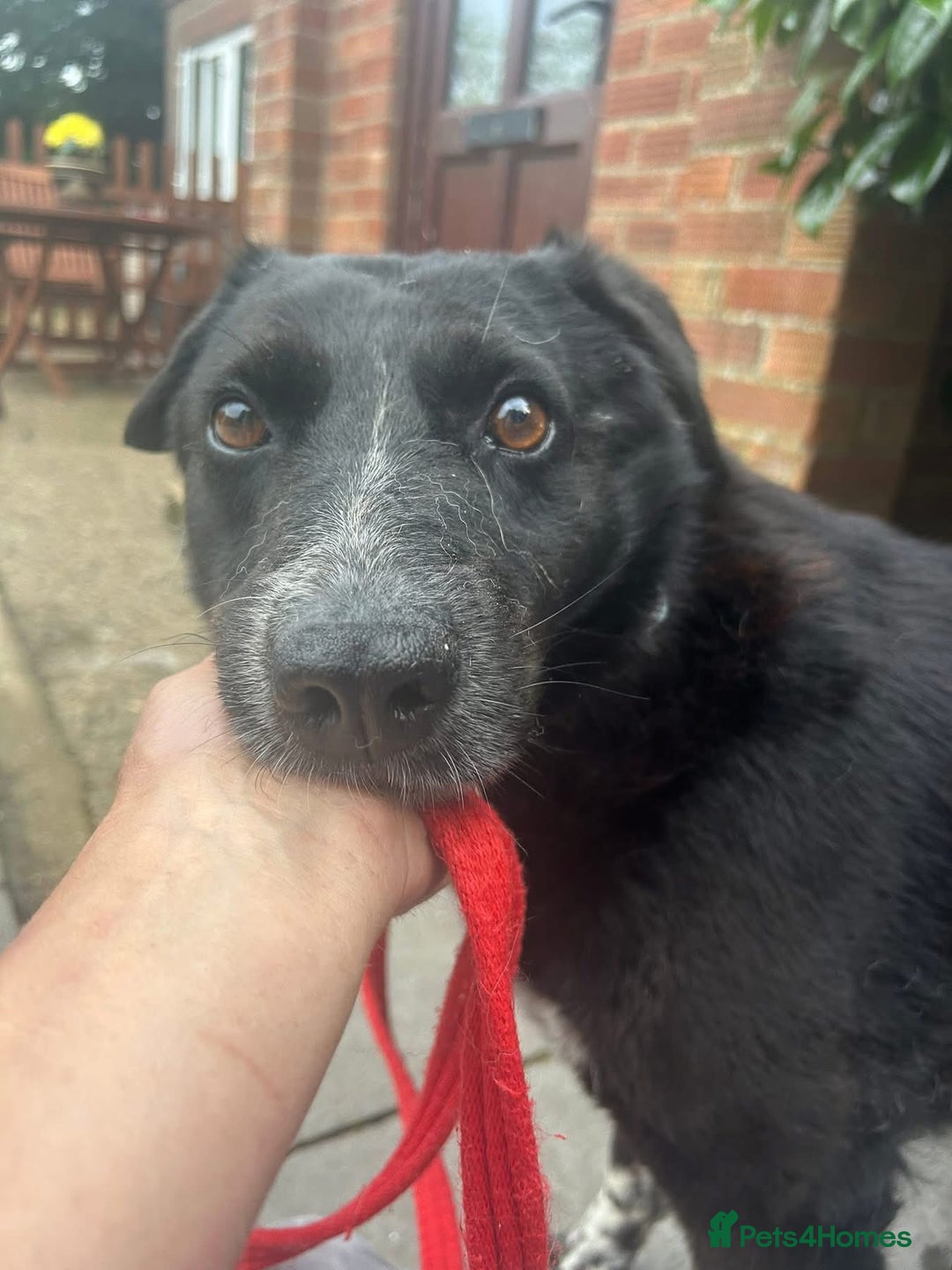 Labrador Retriever dogs for adoption: Pepper - Norwich Norfolk  - Image 1