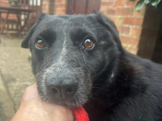 Labrador Retriever dogs - Advert 3