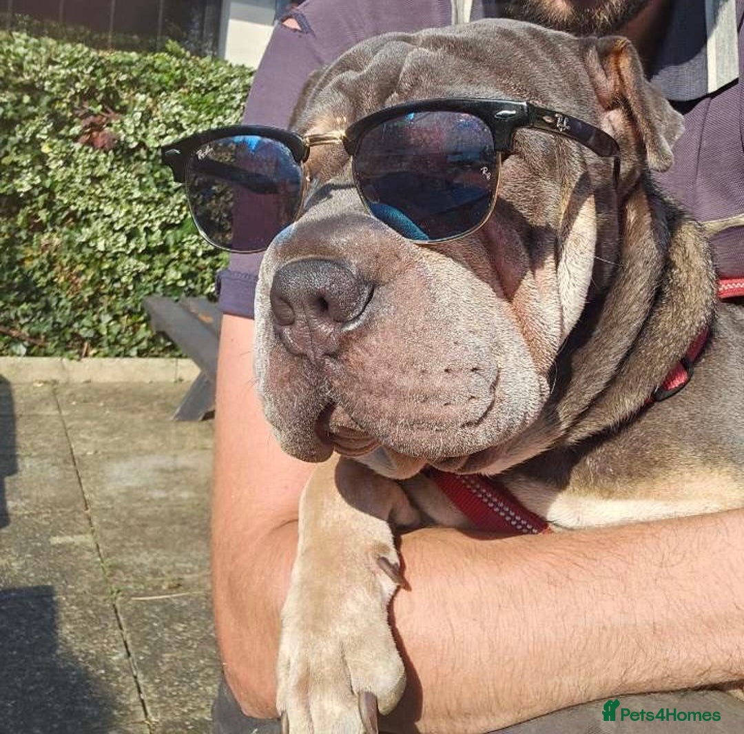 Mixed Breed dogs for sale: Snoop dog - Image 5