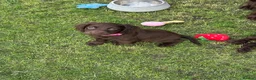 Cocker Spaniel dogs for sale: Working Cocker Spaniel Puppies  - Advert 4