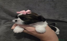 Shih Tzu dogs for sale: 3 Beautiful Shih Tzu girls left 🐶⭐️ - Advert 18