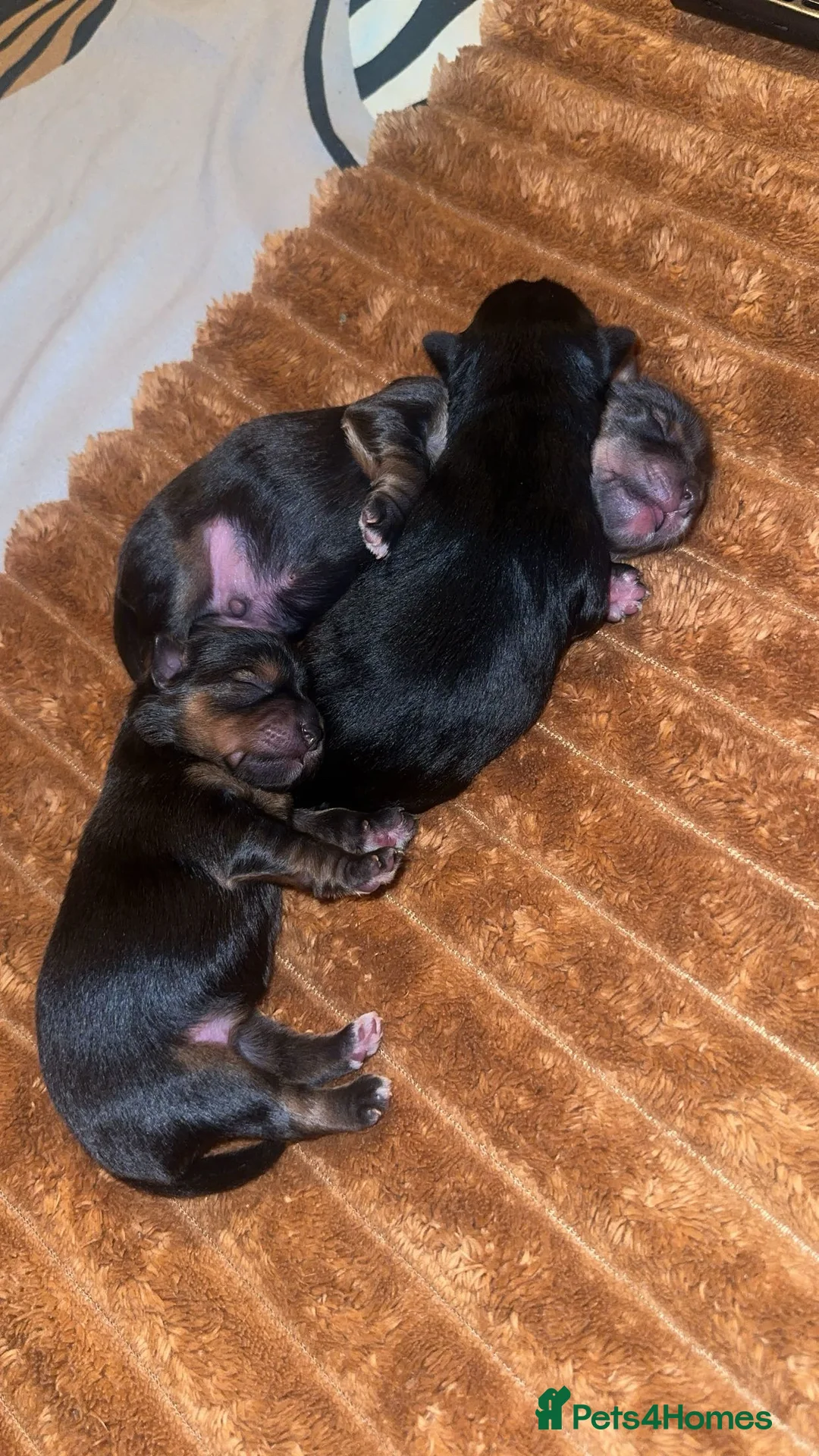 Yorkshire Terrier dogs for sale: 🐾✨ Tiny Paws, Big Love! ✨🐾 - Advert 8