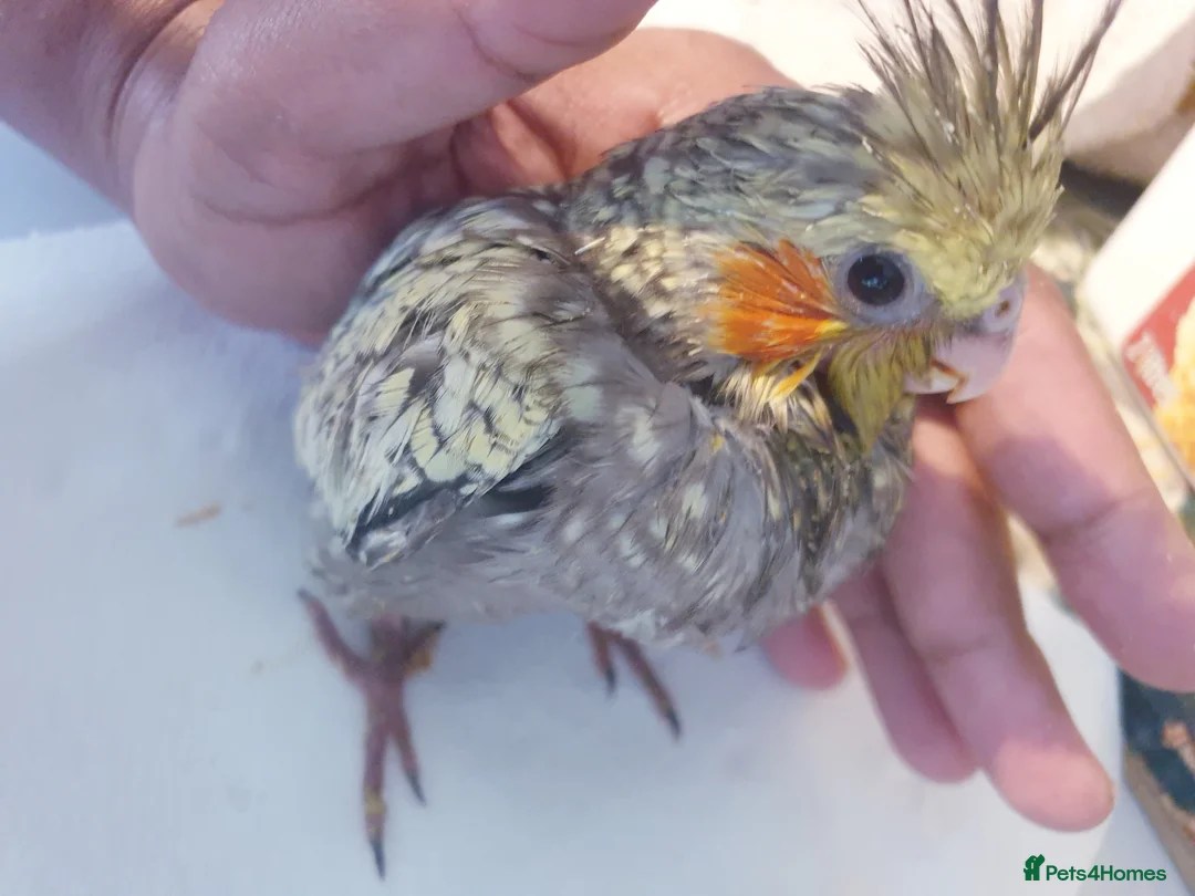 Cockatiels birds for sale:  hand reared baby cockatiels, new available Now* - Advert 8