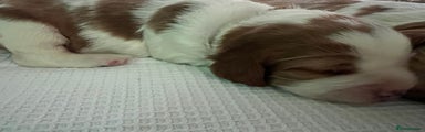 Welsh Springer Spaniel Puppy 3