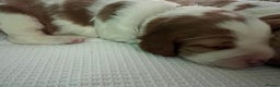 Welsh Springer Spaniel dogs for sale: 1 Girl remaining Fully Health Tested Parents  - Advert 24