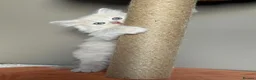 British Shorthair cats for sale: 🤍✨Exceptional GCCF Registered BSH&BLH Kittens  - Advert 3