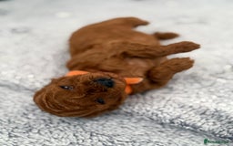 Toy Poodle dogs for sale: 6 Exquisite Red Toy Poodles. Parents DNA Clear - Image 4