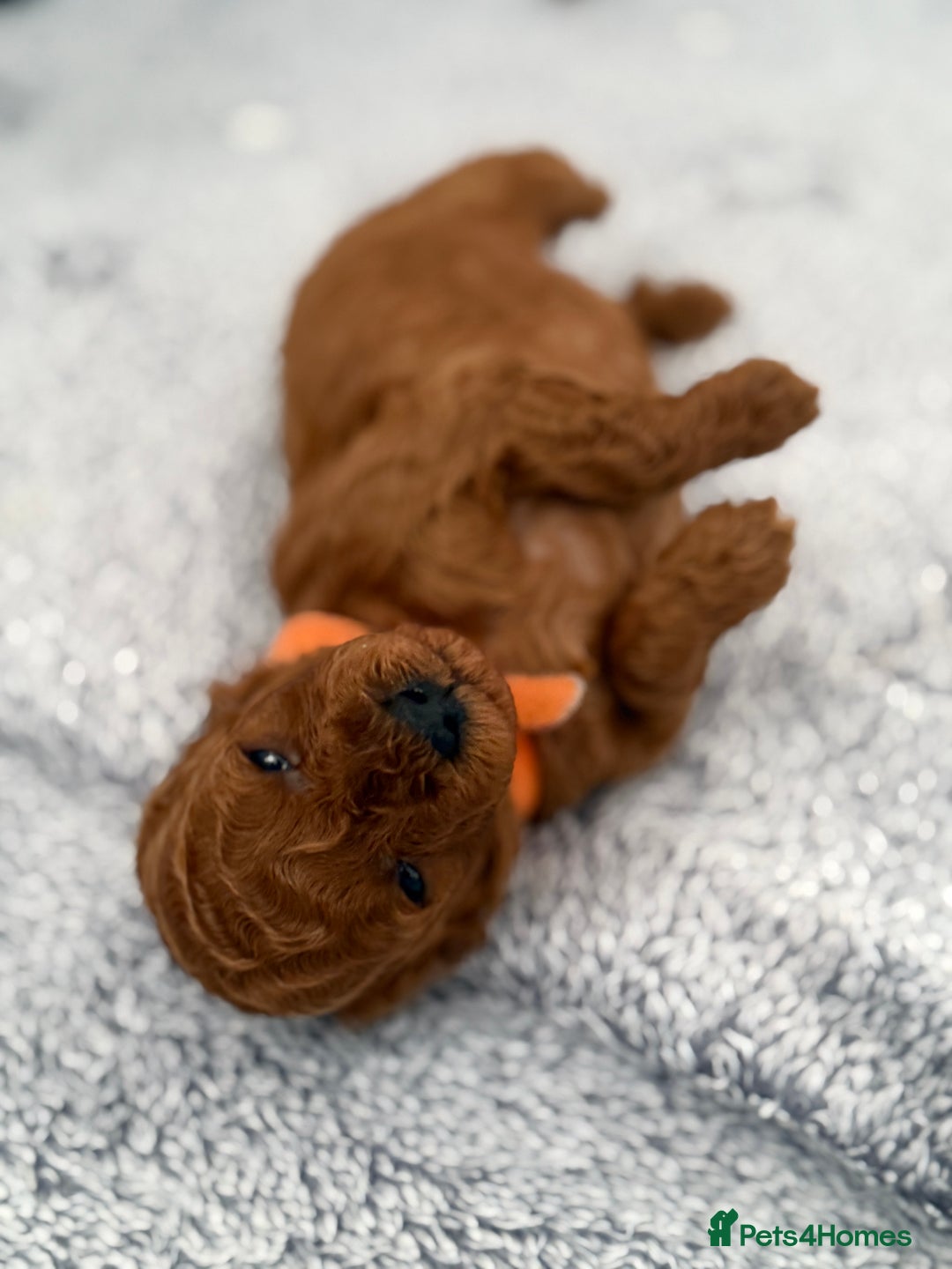 Toy Poodle dogs for sale: 6 Exquisite Red Toy Poodles. Parents DNA Clear - Image 4