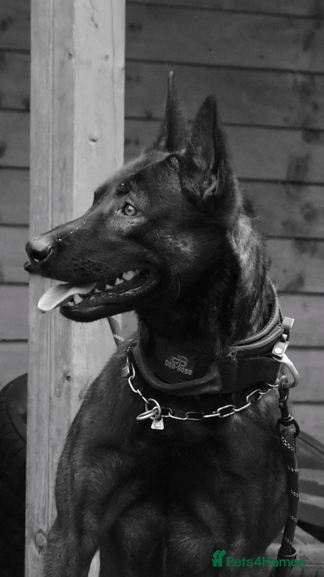 Belgian Shepherd Dog dogs for sale: Bullherders top working lines  - Advert 25