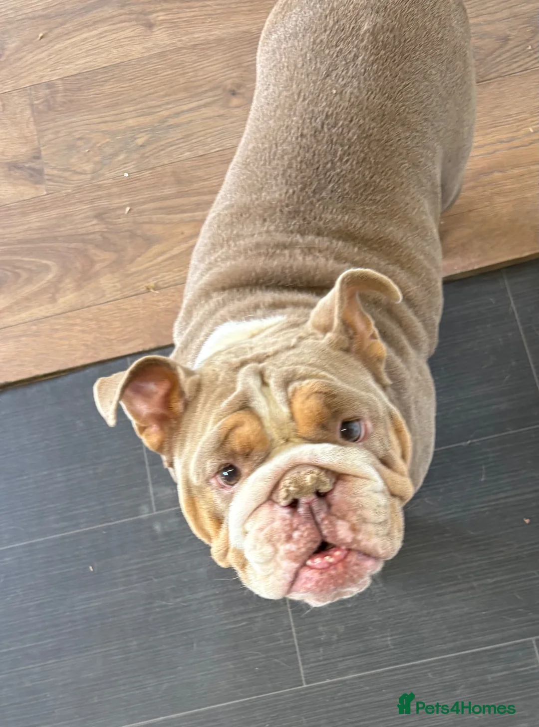 English Bulldog dogs for sale: my luna is up for sale  - Advert 2