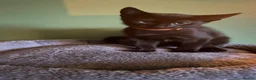 Mixed Breed cats for sale: 2 female kittens looking for loving home - Advert 13