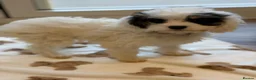 Cavapoo dogs for sale: F1 cavapoos ready to leave now  - Advert 4