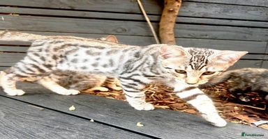 Savannah cats - Advert 1