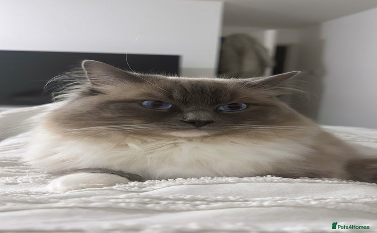 Ragdoll cats Male rag doll  - Advert 2