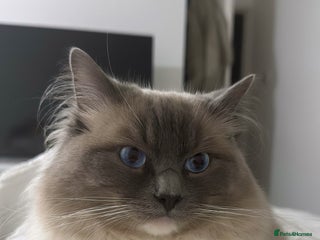 Ragdoll cats Male rag doll - Advert 1