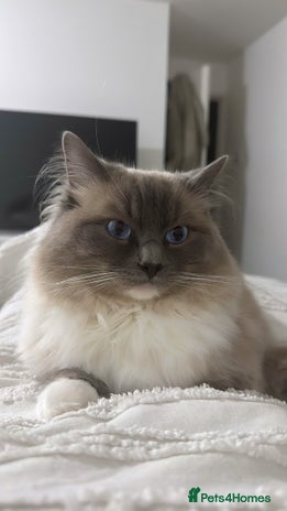 Ragdoll cats Male rag doll - Advert 1