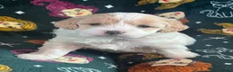 Mixed Breed dogs for sale: 6 gorgeous Cavapoochon puppies for sale 🐶💙✨💕 - Advert 3