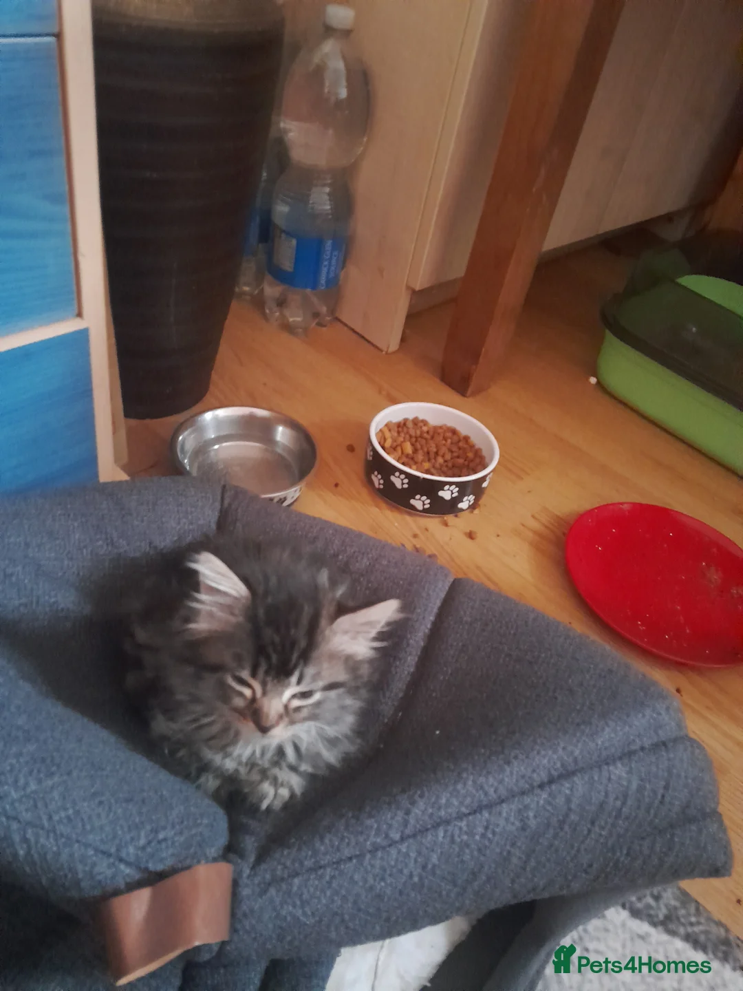 Mixed Breed cats for sale: Kittens - Advert 20