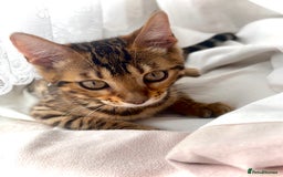 Bengal cats for sale: Bengal female  - Image 4