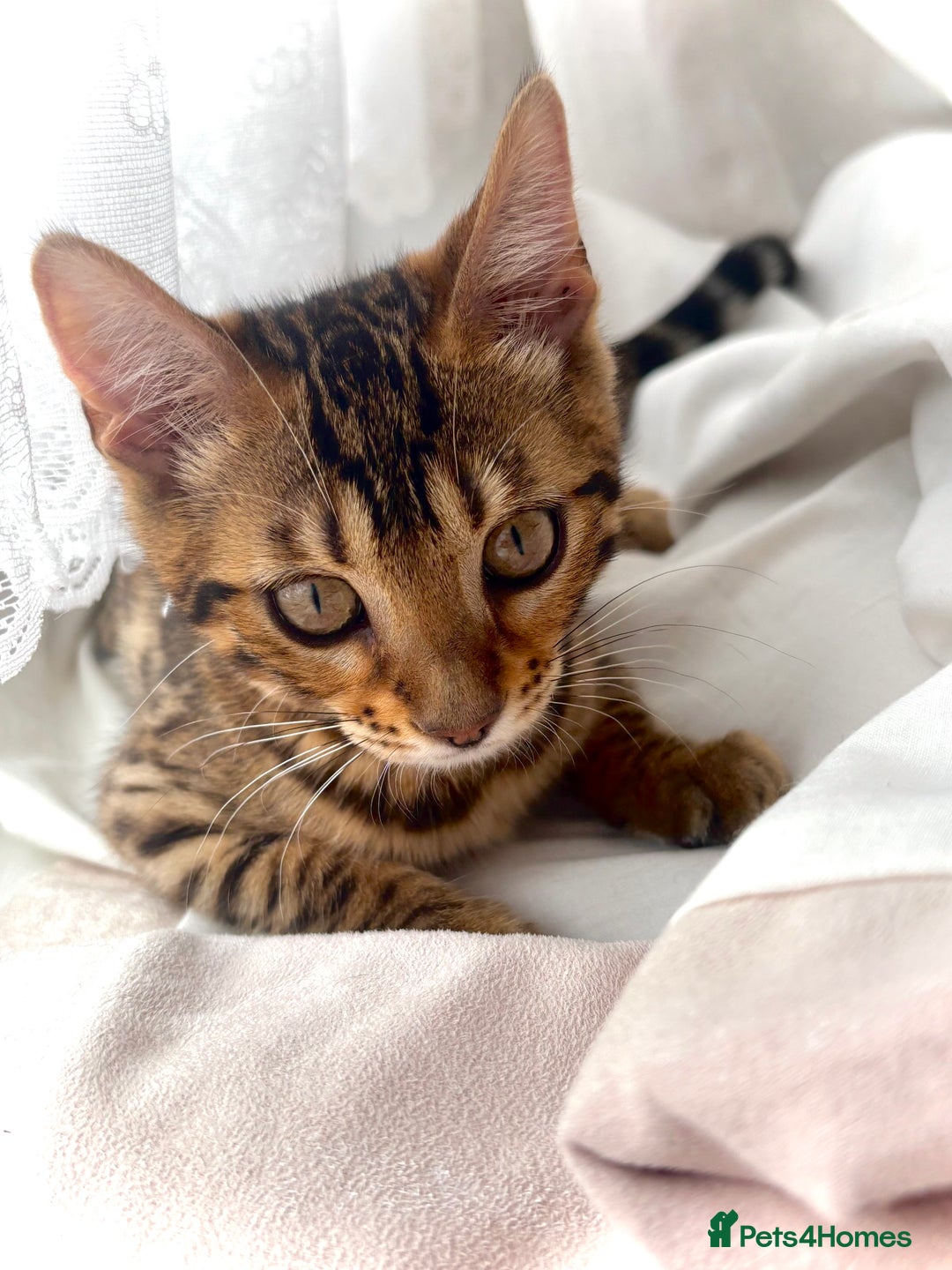 Bengal cats for sale: Bengal female  - Image 4
