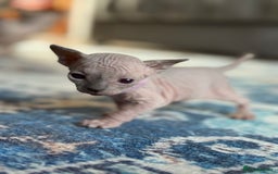 Sphynx cats for sale: TICA REGISTERED CANADIAN Elf Sphynx 1 kitten left  - Image 17