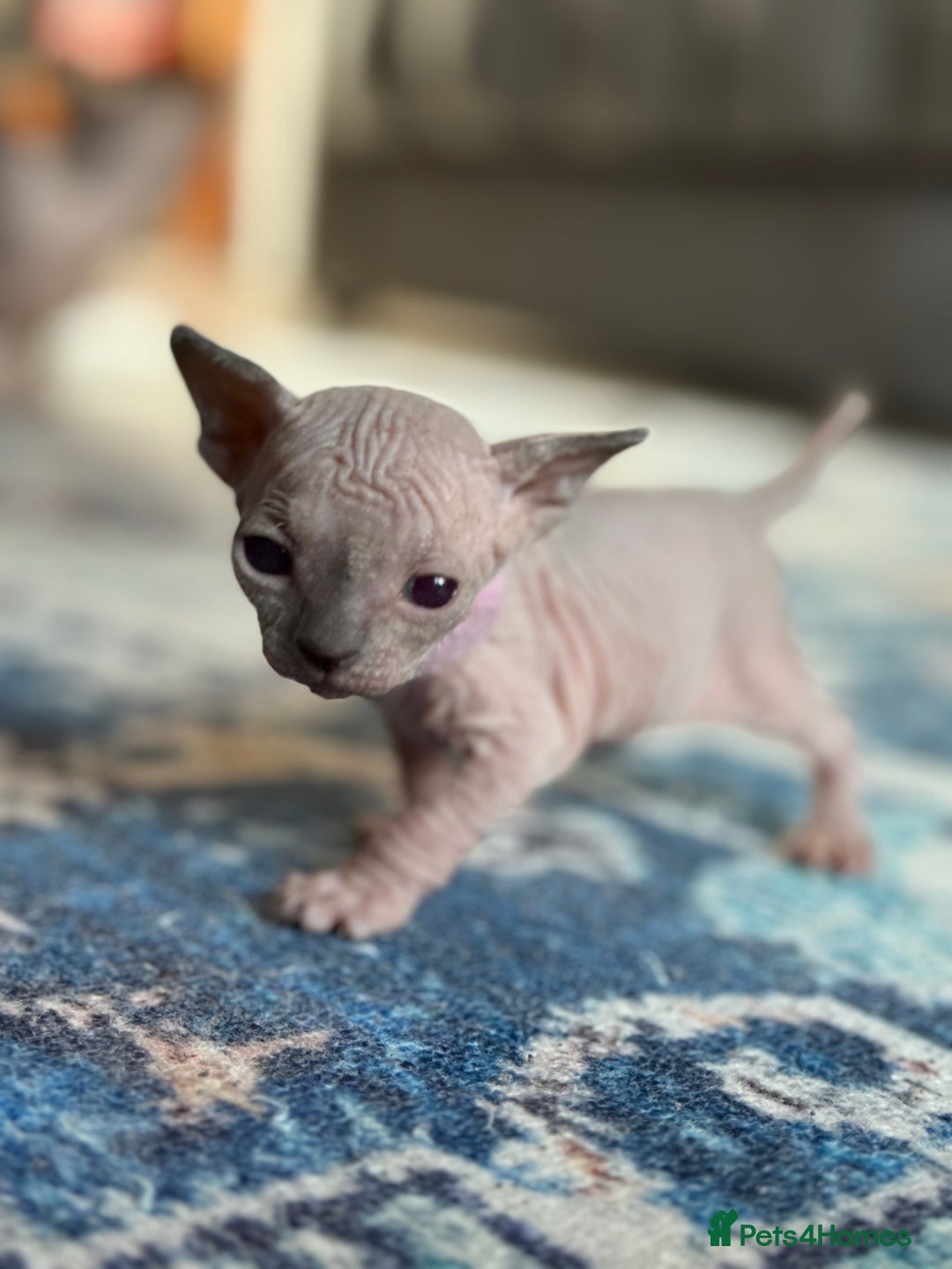 Sphynx cats for sale: TICA REGISTERED CANADIAN Elf Sphynx 1 kitten left  - Image 17