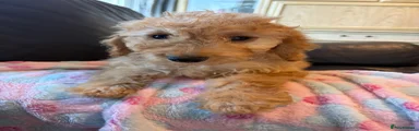 Cockapoo 2