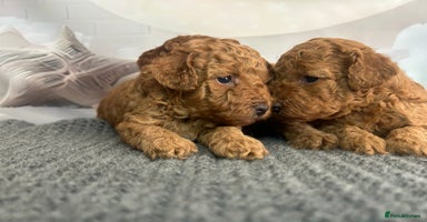 Toy Poodle dogs - Advert 13
