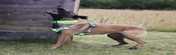 Belgian Shepherd Dog dogs for sale: 3 stunning Belgian malinois pups - Advert 13
