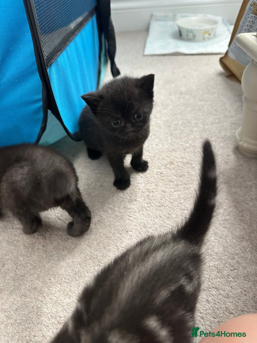 Mixed Breed cats for sale: British shorthair X British shorthair x Tabby - Image 23